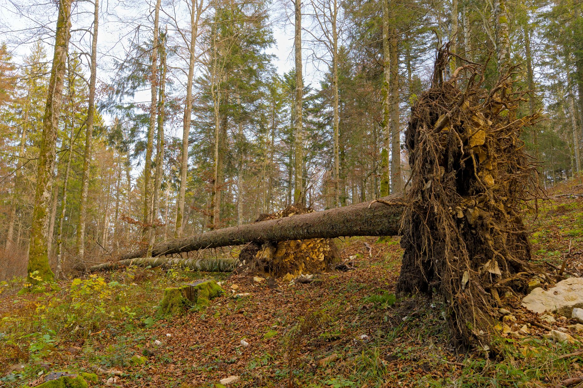 Enlèvement arbre urgence équipe à Olivet